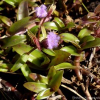 Cyanotis obtusa (Trimen) Trimen